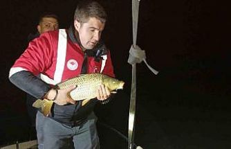 Samsun’da kaçak avcılığa geçit yok: 60 kiloluk sazan geri salındı