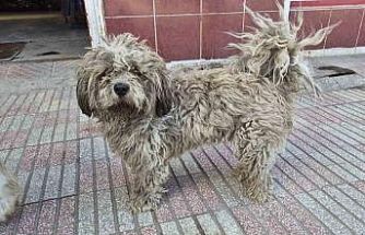 Sanayide tüyleri kirlenen beyaz köpek adeta kapkara oldu