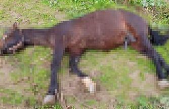 Şanlıurfa’da yıldırım isabet eden at telef oldu