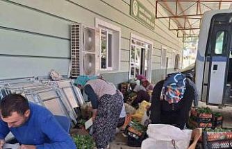 Sarıgöl’de taze bağ yaprağı mesaisi başladı