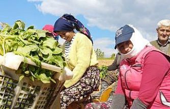 Sarıgöl’de tütün dikimi başladı