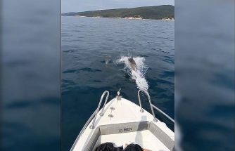 Saros Körfezi’nde yunuslar tekne ile yarıştı