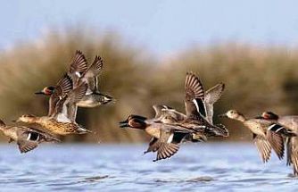 Savcının objektifinden yaban hayatı