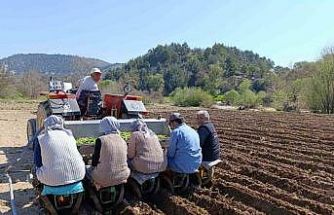 Selendi’de tarım işçisi yevmiyesi 1400 TL oldu
