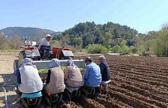 Selendi’de tütün mesaisi başladı