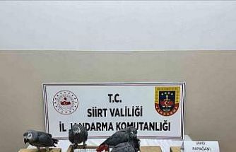 Siirt’te 8 jako papağan ele geçirildi