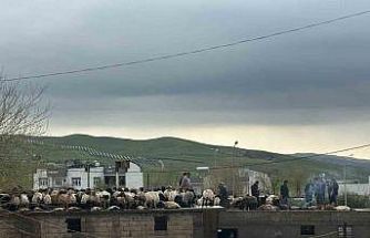 Siirt’te araçlar sel sularında kayboldu, onlarca hayvan telef oldu