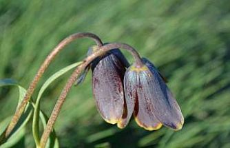 Simav Dağı rengârenk ters lalelere ev sahipliği yapıyor