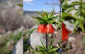 Sincik dağlarında açan ters laleler hayran bırakıyor