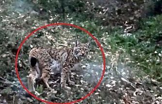 Sinop’ta vaşak görüntülendi