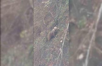 Sinop’ta yavru ayı yolda görüntülendi