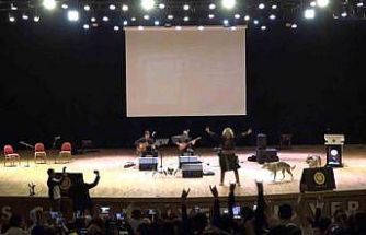 Sivas’ta Nevruz kutlamalarında renkli görüntüler: Sahneye kurtlar çıktı, şahin havada uçtu