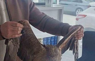 Sivas’ta yaralı bulunan Kızıl şahin koruma altına alındı