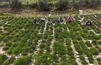 Sofraların vazgeçilmezi zahterde bereketli hasat