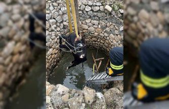 Su kuyusuna düşen inek itfaiye ekiplerince kurtarıldı