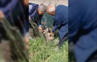 Sulama kanalına düşen karacayı vatandaşlar kurtardı