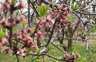 Sultandağı’nda kayısı ve erikleri don vurdu, kiraz kurtuldu