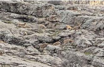 Sümbül Dağı’nda sürü halinde dağ keçisi görüntülendi