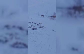 Sürüye saldıran kurt kangal köpeği tarafından engellendi