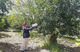 Tarım arazilerinde hastalık ve zararlı mesaisi