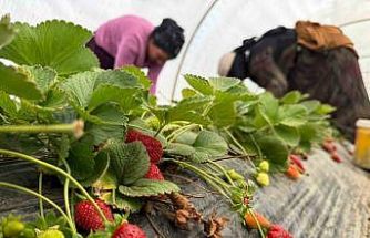 Tarla ile market rafları arasındaki farka üretici bile inanamıyor