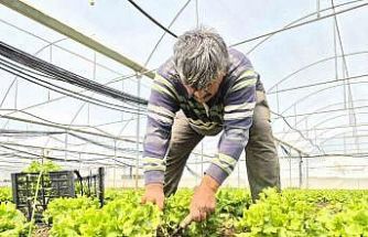 Tarlada ortalama 15 TL olan marul tezgahlarda 100 TL’ye satılıyor