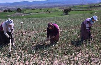 Taşköprü sarımsağı tarlalarındaki zararlı otları tek tek topluyorlar