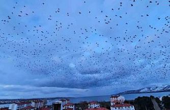 Tatvan’da gökyüzünü kaplayan binlerce kuş görsel şölen sundu