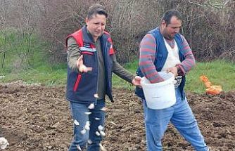Tavşanlı ’Köprücek Sarımsağı’ artık çiftçilere ciddi gelir sağlıyor