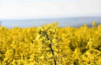 Tekirdağ sarıya büründü: Kanola tarlaları kartpostallık manzaralar oluşturdu