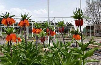 Ters laleyi koparmanın cezası 700 bin lira: Yılda sadece 20 gün yaşıyor