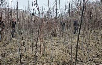 Tescilli Adilcevaz ceviz fidanı satışa sunuldu