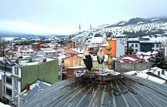 Tokat’ın Başçiftlik ilçesine 25 yıl sonra dönen leylekler, nisan ayında kar altında kaldı