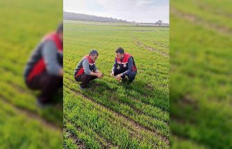 Tomarza’da zirai don uyarısı sonrası saha kontrolleri devam ediyor