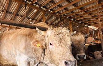 Tonluk ’Paşa’ 500 bin lira