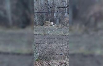 Tortum’da nesli tükenme tehlikesinde olan vaşak görüntülendi