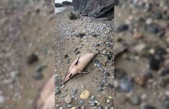 Trabzon’da yunus balığı ölümleri