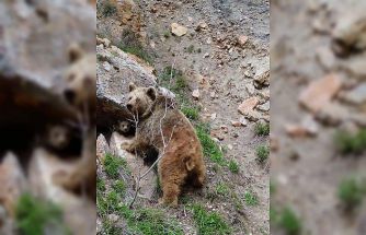 Tunceli’de ayı ve yavrusu dron ile görüntülendi