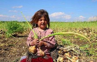 Turfanda soğanda hasat başladı, fiyatı arz-talep belirleyecek