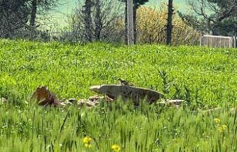 Türkiye’de nesli tehlike altında olan ’kızıl sincap’ çağla yerken görüntülendi
