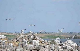 Türkiye’nin en büyük adası Gökçeada’da en büyük ada martısı kolonisi