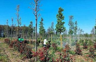 Üretim fidanlığında bitkiler hastalıklara karşı korumaya alındı