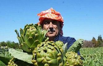 Urla’da sakız enginarının hasat mesaisi sürüyor