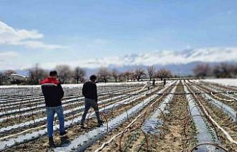 Üzümlü’de biber fideleri toprakla buluştu