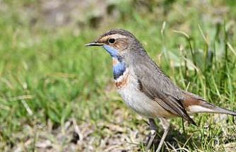 Van Gölü havzası göçmen kuşlarla renklendi