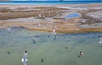 Van Gölü’nde nesli tehlike altındaki Dikkuyruk görüntülendi