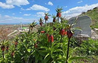 Van’da açan ters laleler göz kamaştırıyor