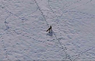 Van’da tilkinin avı dron kamerasına yansıdı