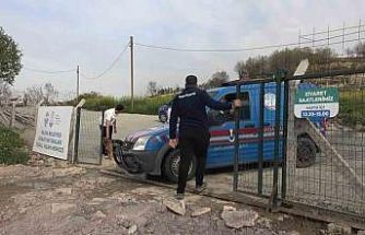 Yalova’daki barınakta köpek ölümleriyle ilgili soruşturma