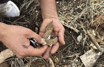 Yanan ormanlık alanda kuzugöbeği mantarı bolluğu: Köylülerin gelir kaynağı oldu